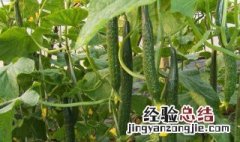 黄瓜的种植方法有哪些 黄瓜的种植方法介绍