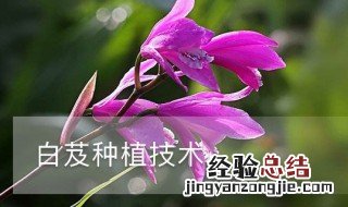 白芨种植技术方法 白芨如何种植