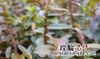 盆栽石斛的种植方法 盆栽石斛如何种植