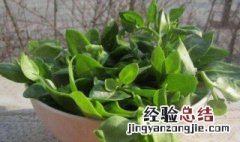 穿心莲种植方法有哪些 穿心莲怎么种植