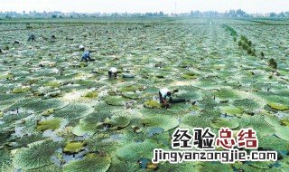 芡实的种植技术方法 芡实种植技术介绍