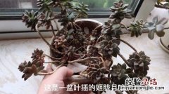 赤星多肉植物怎么养