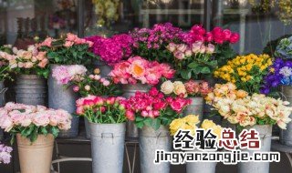 迎春花市宣传语 迎春花市宣传语简短