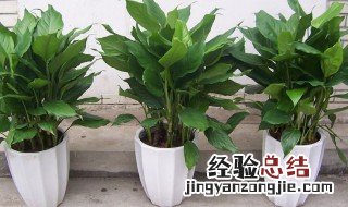 怎样养万年青植物 怎样养万年青