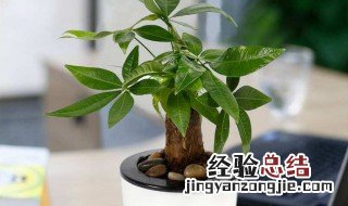发财树叶子发黄了怎么办 如何处理