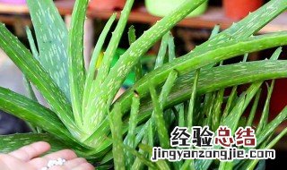 芦荟怎么养殖 芦荟养殖的方法