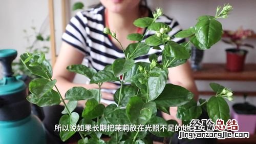 茉莉开花少怎么办