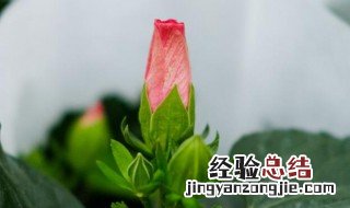 扶桑花的养殖技术 扶桑花是怎样养殖的呢