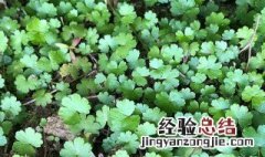 什么是铺地锦 铺地锦是什么意思