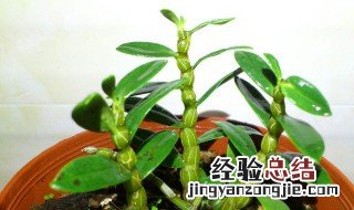 铁皮石斛苗的种植方法和管理 铁皮石斛苗的种植方法