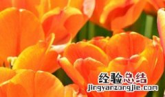 橙色郁金香花语是啥 橙色郁金香花语