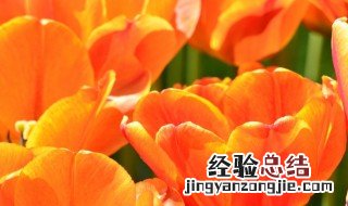 橙色郁金香花语是啥 橙色郁金香花语