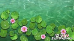 支付宝省点花锦鲤卡是什么