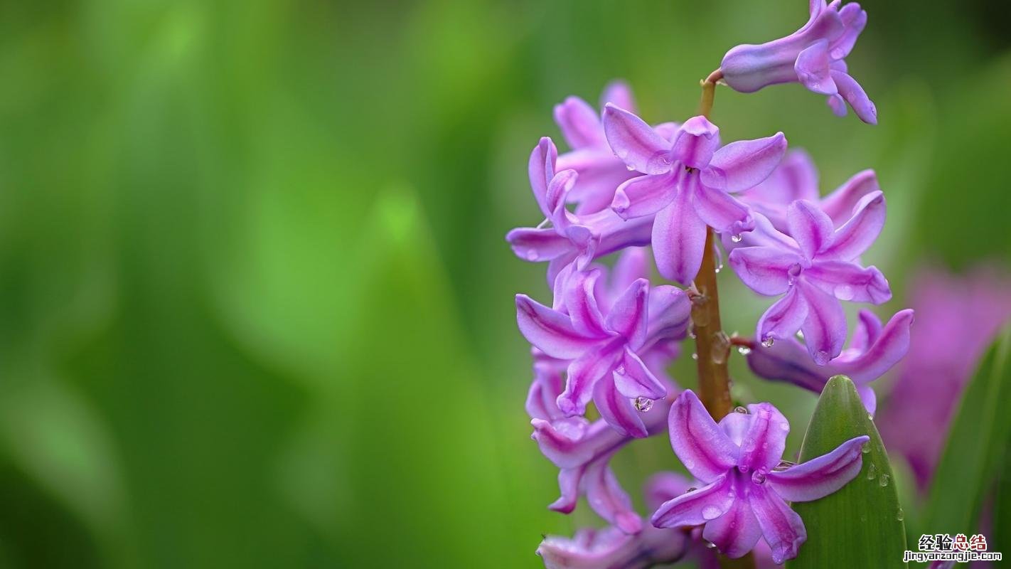 紫色风信子花语是什么