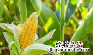 玉米先抽穗还是先结棒 玉米先开花还是先结棒