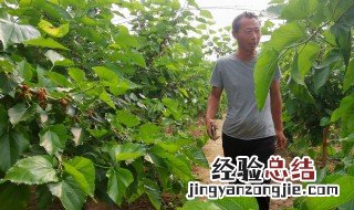 桑葚的种植行距和方法图 桑葚的种植行距和方法