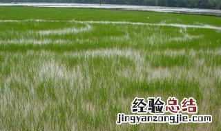 水稻田里水葱如何防治 水田里水葱怎么除掉