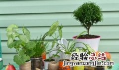 办公室养什么植物风水好 办公室养什么植物旺事业旺财寓意好