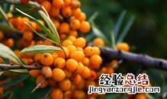 小孩可以喝沙棘茶吗 小孩可以喝沙棘茶吗?