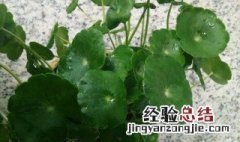 铜钱草的摆放风水禁忌 铜钱草放哪里招财怎么摆放禁忌