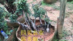 映山红树桩如何栽培