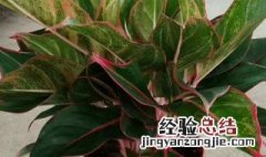 广东万年青开花预兆什么 广东万年青开花好不好