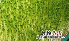 豌豆苗的种植方法和时间 豌豆苗怎么种植