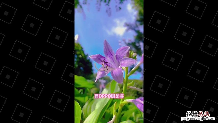 鸢尾移植方法