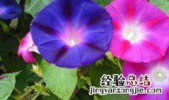 牵牛花的花语和寓意 牵牛花的花语是什么代表什么含义