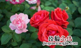 冬季月季花盆栽的养殖方法 冬季月季花盆栽的养殖方法和时间