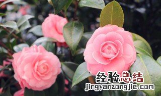 山茶花适合室内养吗?招虫子不 山茶花适合在室内养吗