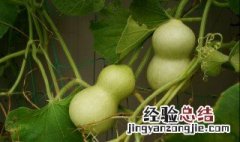 怎么挑选葫芦籽 葫芦籽怎么看品质