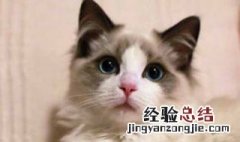 做梦梦见猫 做梦梦见猫有什么寓意