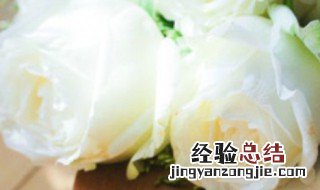 白玫瑰 花语 有关白玫瑰花语介绍