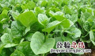 木耳菜的种植方法 木耳菜的种植方法简单介绍