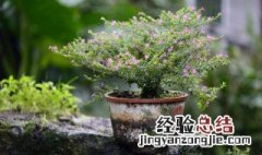 英花怎么栽培? 英花木快速生长的方法