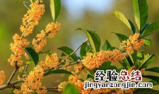 桂花怎么样保存才不能黑 桂花怎么样保存