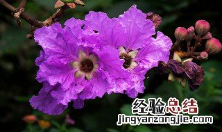 紫薇花怎么养 盆栽紫薇花该如何养呢