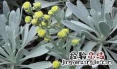 芙蓉菊风水学作用辟邪吗 芙蓉菊迷信用法