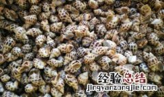 花螺养殖技术与管理 花螺养殖技术与管理