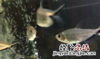 黑尾大勾繁殖方法 黑尾大勾饲养方法