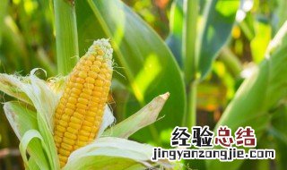 菜地里有虫子怎么除掉螨虫 菜地里有虫子怎么除掉