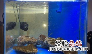 鱼缸怎么清除褐藻 海水缸褐藻怎么清除