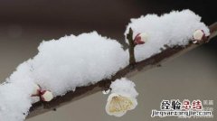 遥知不是雪为有暗香来是什么香气