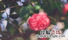 怎么养茶花 茶花怎么养茶花