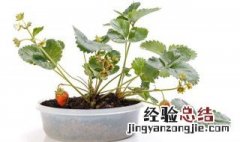 盆栽草莓的种植方法 盆栽草莓怎么种