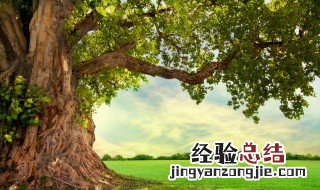 花椒树初期修剪方法 花椒树初期修剪方法图片