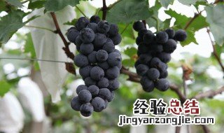 户太八号葡萄冬季修剪的最佳时间 户太八号葡萄什么时候修剪？