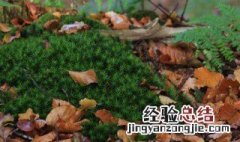 地面青苔怎么永久清除 地面青苔如何清除