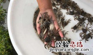 河蟹在家怎么养,给它吃什么 河蟹在家怎么养